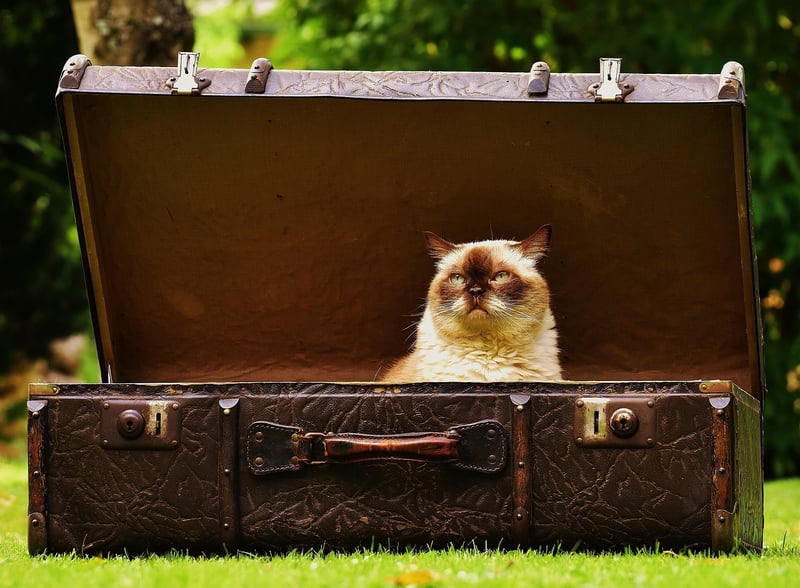 Packed suitcases