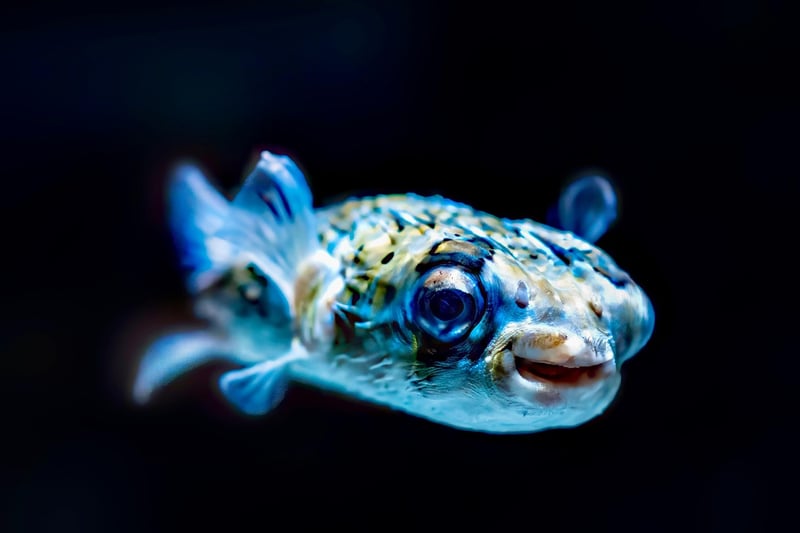 Marine Life